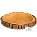 Terrario Tree Ring Bowl M – Terrarium Bowl 12x11x1.5 cm